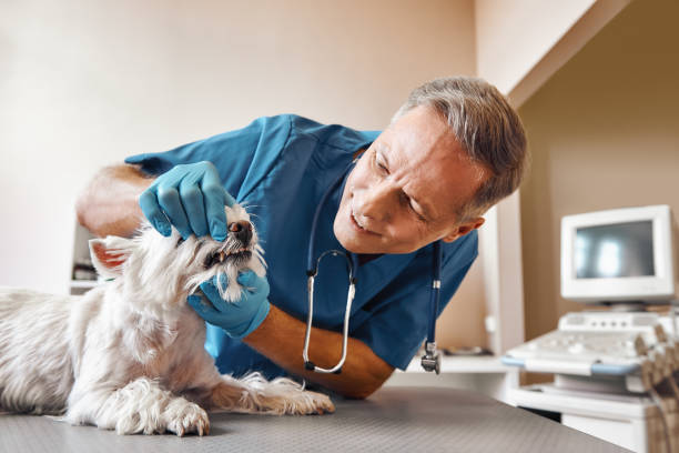 Best Emergency Tooth Extraction in New Market, MD